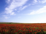 Buy Poppy Field in Newquay, UK at AllPosters.com