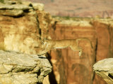Mountain Lion, Leaping Between Cliffs, USA