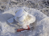 Buy West Indian Flamingo, Chick with Egg Shell on Head, Bahamas at AllPosters.com
