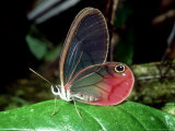 Buy Butterfly, La Selva, Costa Rica at AllPosters.com