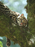 Buy Ocelotfelis Pardaliscentral America at AllPosters.com