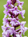 Fragrant Orchid, Flowers Close Up, UK