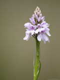 Buy Heath Spotted Orchid, Spike, UK at AllPosters.com