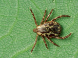 American Dog Tick, Rocky Mountain Spotted Fever Vector