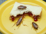 American Cockroach, Periplaneta Americana, Eating Improperly Stored Food