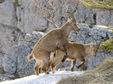 Buy Ibex, Young Ibex Mating, Switzerland at AllPosters.com