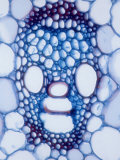 X-Section of Vascular Bundle of Corn Stem Showing Xylem & Phloem