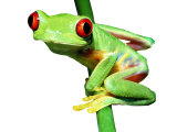Red-Eyed Tree Frog