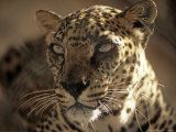 Arabian Leopard, Male, United Arab Emirates
