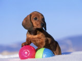 Dachshund Puppy, Playing with Balls