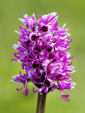 Buy Monkey Orchid, Spike Close Up, UK at AllPosters.com