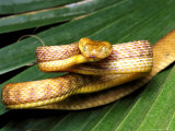 Buy Brown Tree Snake, Boiga Irregularis at AllPosters.com