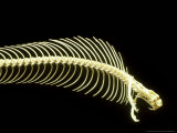Buy Cobra Skeleton at AllPosters.com