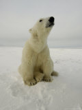 Buy Polar Bear at Cape Churchill, Manitoba, Canada at AllPosters.com