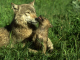 Grey Wolf, Pup Nuzzling Its Mother, Montana