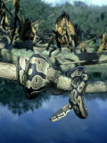 Ball Python, West Africa