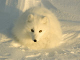 Arctic Fox, Along the Ice Edge of Hudson Bay, Manitoba, Canada