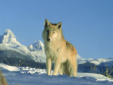 Buy Grey Wolf, Canada at AllPosters.com
