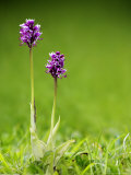 Buy Monkey Orchid, Kent, UK at AllPosters.com