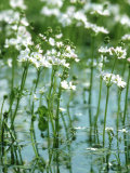 Buy Water Violets, May, East Sussex at AllPosters.com