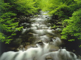 Buy The Middle Prong of the Little River in Late Spring, Tennessee, USA at AllPosters.com