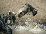 Buy Nile Crocodile, Attacks Wildebeest, Serengeti, Tz at AllPosters.com