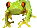 Red-Eyed Tree Frog