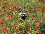 Buy Raccoon, Autumn, Montana at AllPosters.com