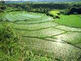 Buy Rice Terraces, Bali at AllPosters.com