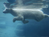 Polar Bear, Swimming, California, USA