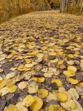 Buy Path Covered with Bright Yellow Colored Apsen Leaves During Fall, USA at AllPosters.com