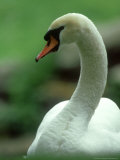Buy Mute Swan, Portrait, Austria at AllPosters.com