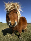 Buy Shetland Pony Grazing on Dartmoor, UK at AllPosters.com