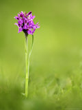 Buy Early Marsh Orchid and Souther Marsh Orchid Hybrid, Devon, UK at AllPosters.com