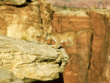 Buy Mountain Lion, Leaping Between Cliffs, USA at AllPosters.com