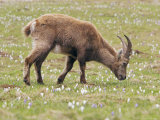 Buy Ibex, Young Male Grazing, Switzerland at AllPosters.com