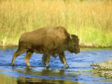Bison, Young, USA
