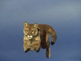 Buy Mountain Lion, Leaping, USA at AllPosters.com