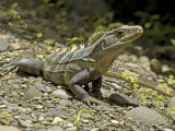 Spiny Iguana, Quipos, Costa Rica