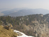 Ibex, Female Overlooking Mountains, Switzerland