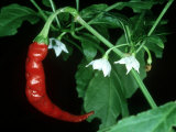 Buy Cayenne Pepper, Long Slim at AllPosters.com