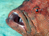 Coral Grouper, with Commensal Shrimp, Malaysia