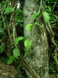 Buy Ayahuasca Vine, Used as Hallucinogen, Amazonian Peru at AllPosters.com