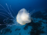 Jellyfish, Palau, Micronesia