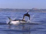 Great White Shark, Breaches on Cape Fur Seal at Seal Island, South Africa, Atlantic Ocean