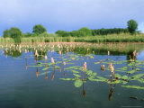 Buy Amphibious Bistort in Pond, Bavaria at AllPosters.com