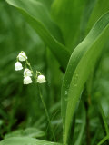 Buy Lily-Of-The-Valley, Convallaria Majalis at AllPosters.com