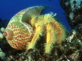 Hairy Hermit Crab in a Tun Shell, Hawaii