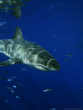 Buy Great White Shark, Guadalupe Island, Mexico at AllPosters.com