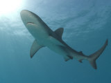 Silvertip Shark, Mozambique Channel, Indian Ocean
